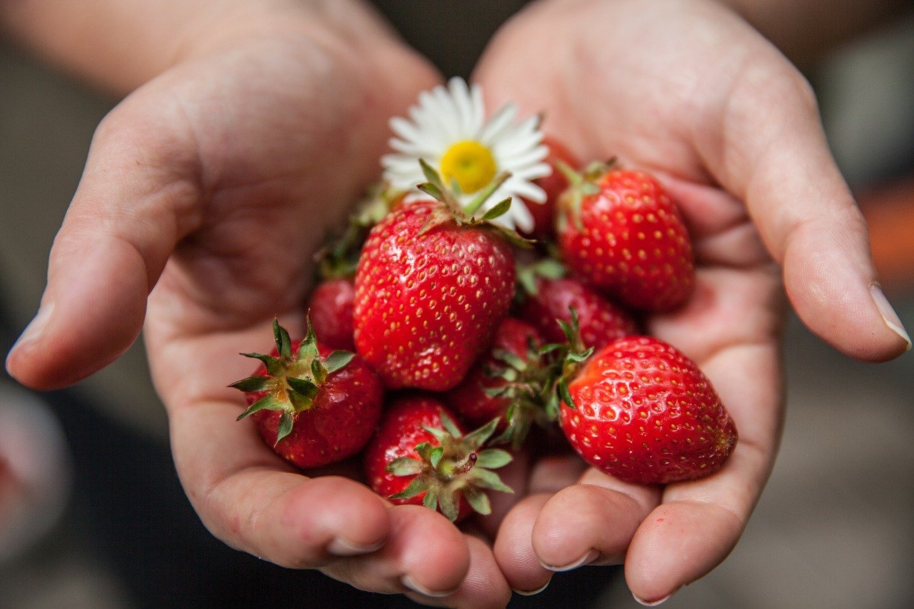 strawberry, hands, harvest-1176410.jpg